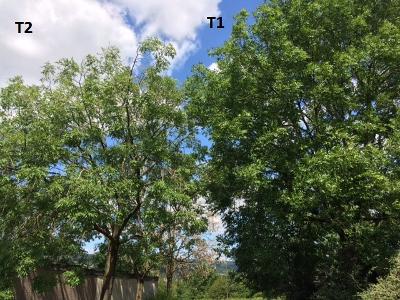 ASh dieback stages 1 and 2