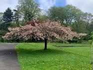 Cherry tree in bloom at Ashwood Park